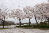 米山SA(上り)　SAの桜の画像ダウンロードページへの画像リンク