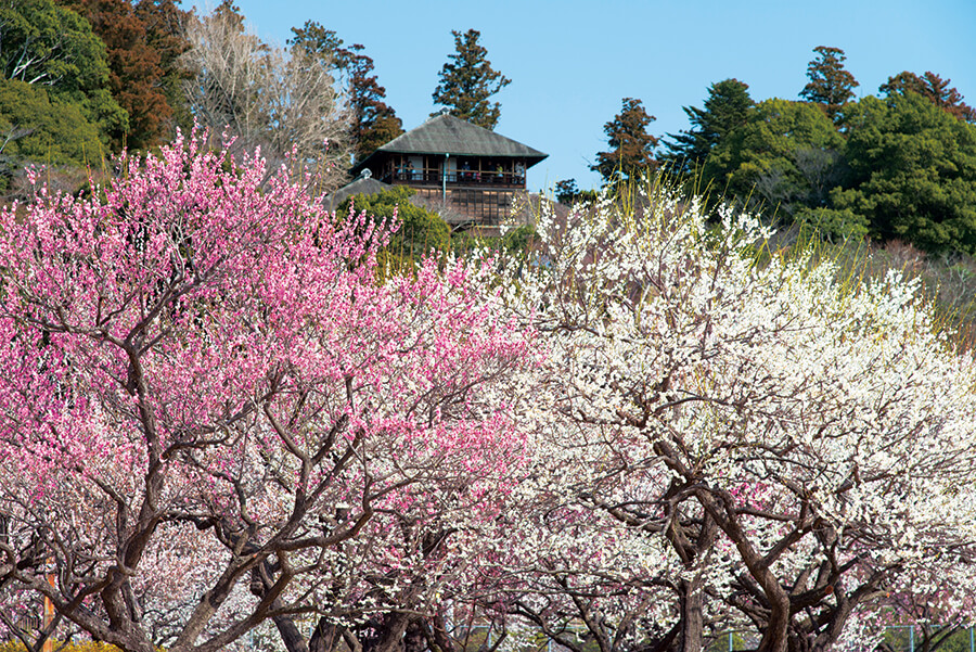 可憐に咲き競う紅白の花 水戸に早春が匂い立つ 梅の名所、偕楽園のイメージ画像