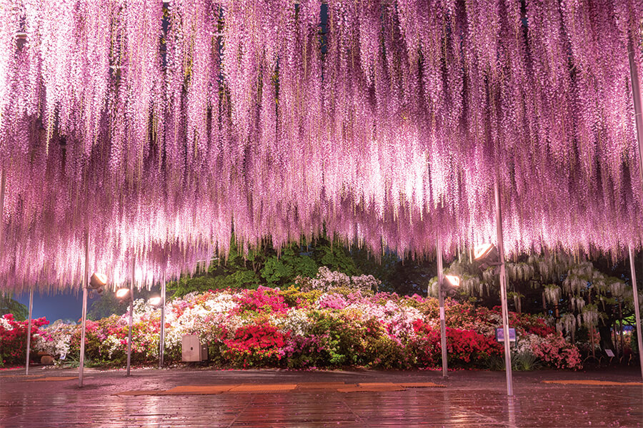 被艳丽的紫藤和杜鹃花梦幻般的花园所吸引的足利是花卉公园的形象画像