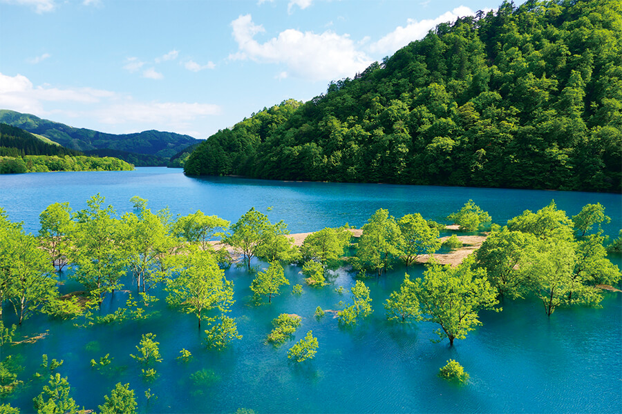 從淺蔥色的湖面上看到的鮮艷的樹木的新綠神秘的秋扇湖的淹沒林的圖像