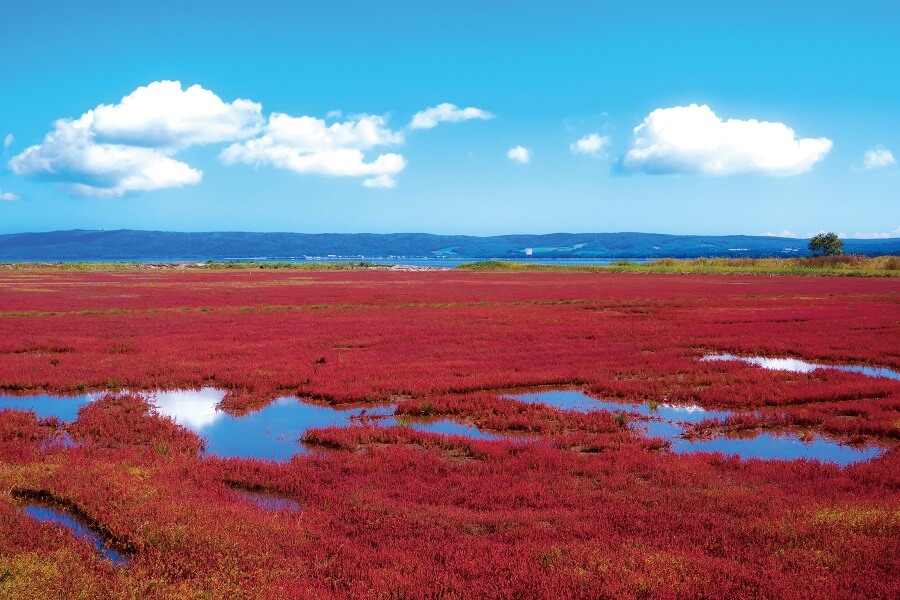 網走に秋の訪れ鮮やかな真紅に色づく能取湖のサンゴ草のイメージ画像