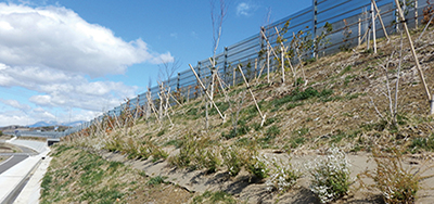 Photograph of the initial planting situation