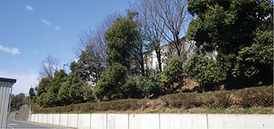 経年緑地管理状況の写真