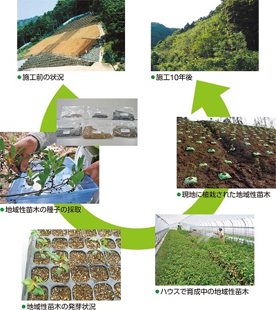 地域性苗木による自然回復のイメージ画像