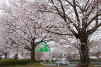 Image link to image download page of Tomobe SA Main Line cherry blossom trees
