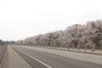 오가타 PA - 가키 자키 IC (위) 오가타 본선 벚꽃길 이미지 다운로드 페이지에 이미지 링크