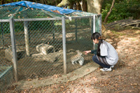 Image link to Maesawa SA (Out-bound) rabbit hut image download page