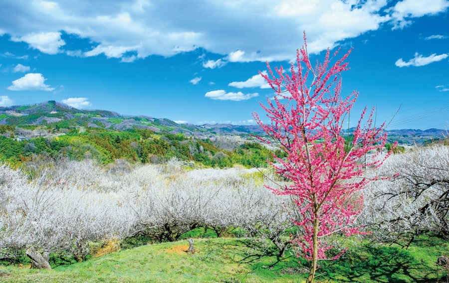 3月の風景《群馬県》広大な丘陵地を彩る凜と咲き誇る紅白梅春が香る秋間梅林ページへの画像リンク