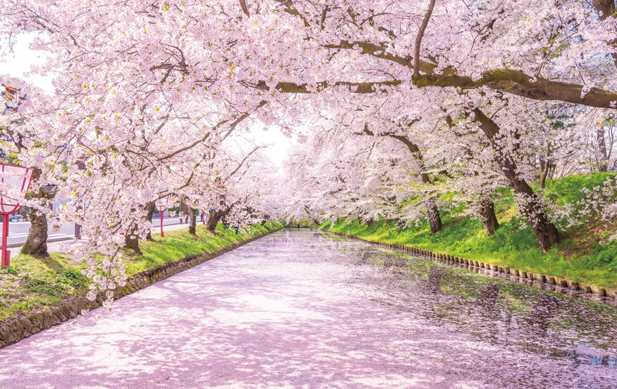 4月の風景《青森県》桜の花びらが舞い水面に散り敷かれる花筏春爛漫、弘前公園と西濠ページへの画像リンク