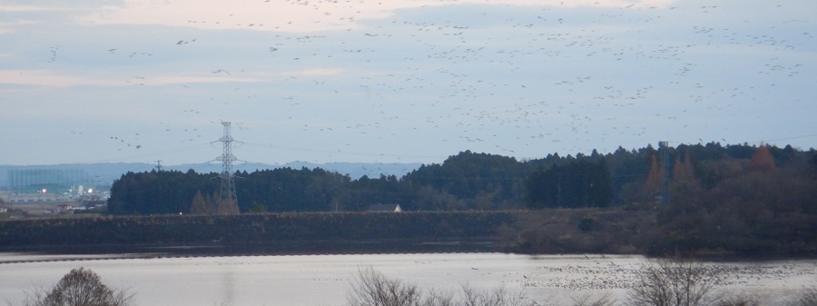 東北自動車道　長者原サービスエリアから観える化女沼（けじょぬま）の景色、湿地の水面に越冬で飛来した渡り鳥の大群が飛び交っているの写真