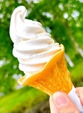 「トンデンファームの牛乳ソフトクリーム」の写真