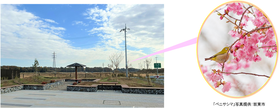 地域の桜であるベニサシマなどによる地域らしさの演出のイメージ画像