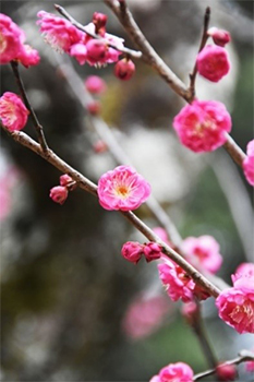 八重寒紅の写真