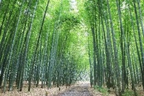 若竹の杜　若山農場（栃木県）の写真
