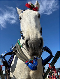 ばん馬ハクウンリュー号がやって来る！の写真