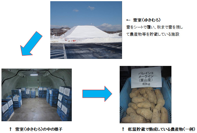 ห้องหิมะ (Yukimuro) →ภายในห้องหิมะ (Yukimuro) →รูปภาพรูปสินค้าเกษตร (ตัวอย่างหนึ่ง) อายุที่เก็บอุณหภูมิต่ำ