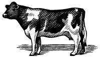 Image image of cow