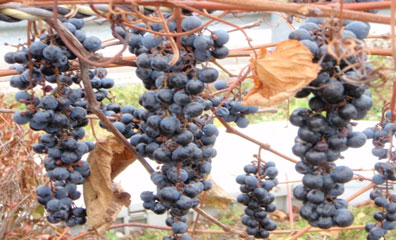 Image image of cultivated grapes