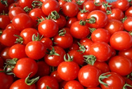 Image image of Setana Town organically grown cherry tomato