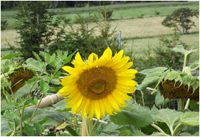 Photo of sunflower harvesting seeds