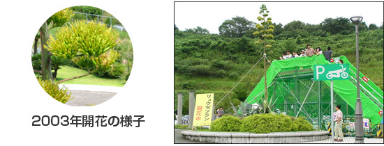 2003年開花の様子のイメージ画像