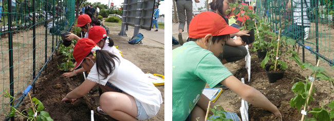 グリ-ンカーテンプロジェクトのイメージ画像