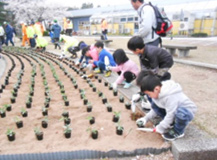 Photograph of flower planting in April this year