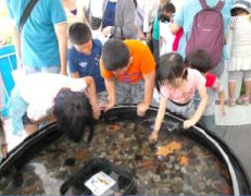 海蓝宝石福岛“移动水族馆”的图像图像