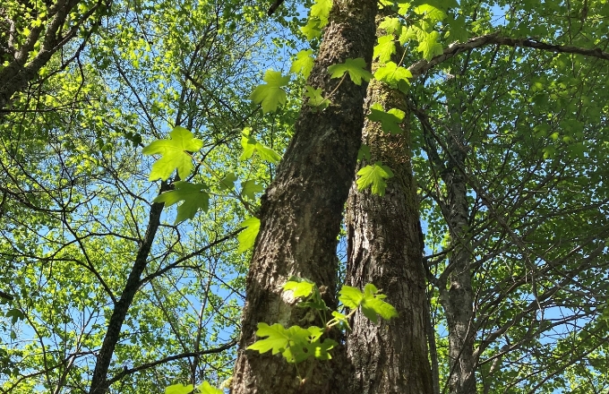 クロビイタヤの成木