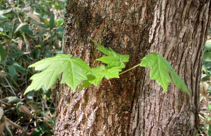 クロビイタヤの葉